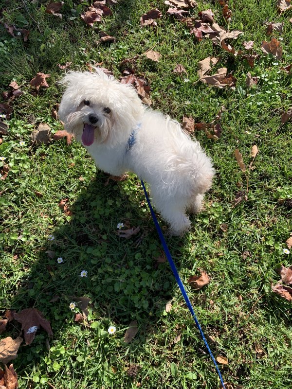 Lost Maltese in Orange, CA