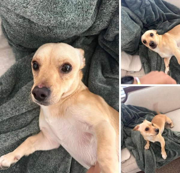 Found Chihuahua in California