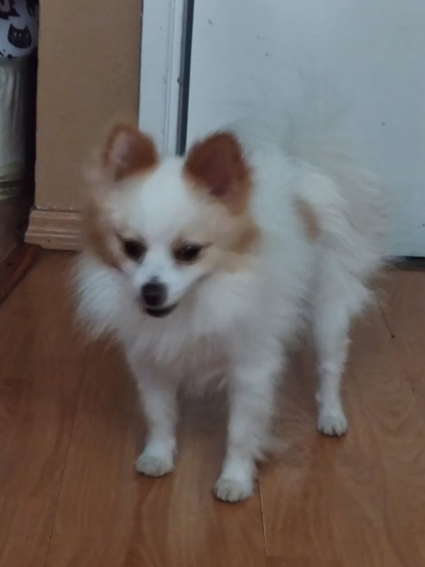 Found Pomeranian in Westminster, CA