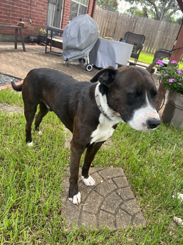 Found Pit Bull in Houston, TX