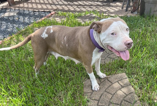 Found Pit Bull in Texas