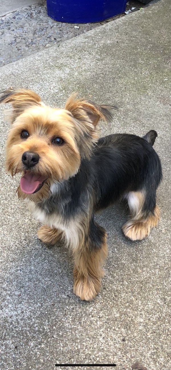 Lost Yorkshire Terrier in San Pablo, CA