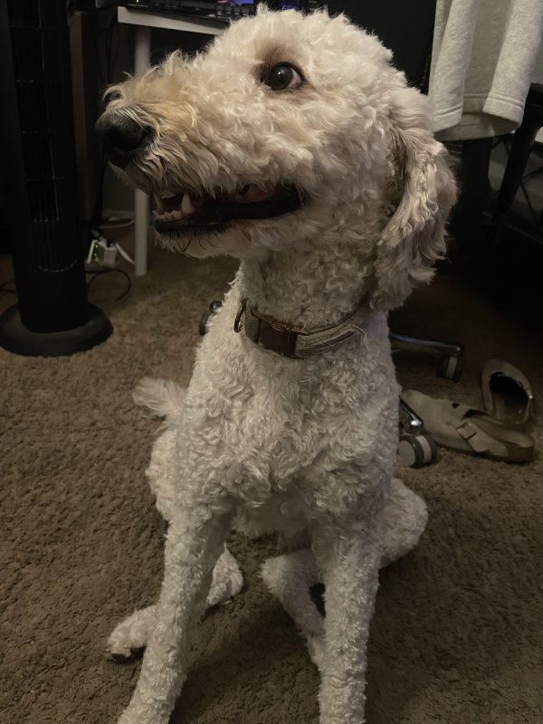Lost Poodle in Arizona