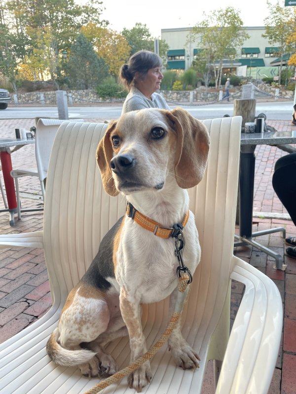 Lost Beagle in Colorado