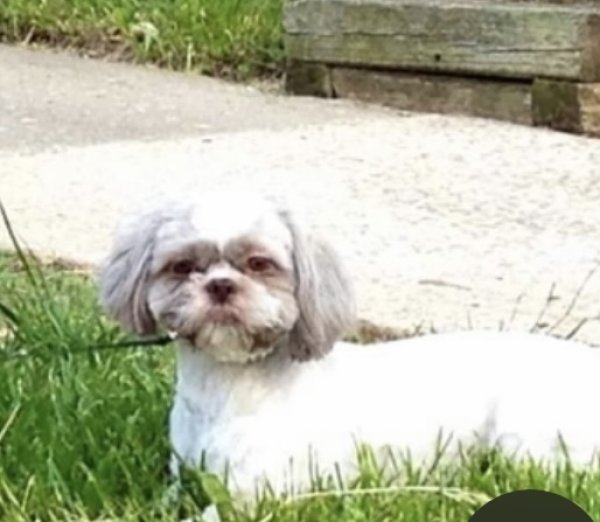 Stolen Shih Tzu in Grand Prairie, TX