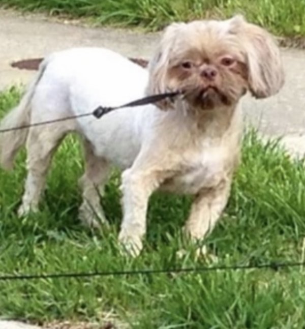 Stolen Shih Tzu in Grand Prairie, TX