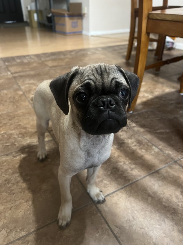 Found Pug in Nipomo, CA