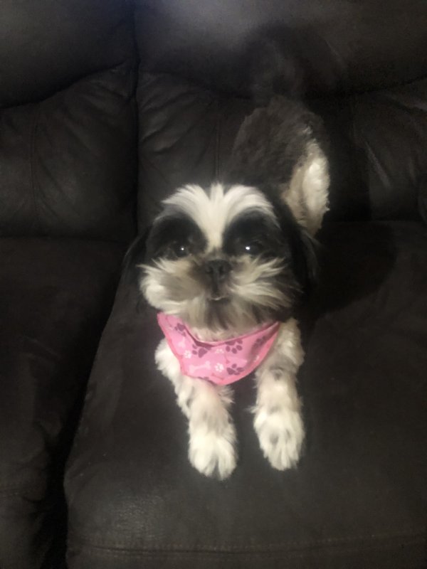 Safe Shih Tzu in Detroit, MI