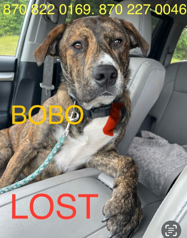 Lost Mutt in Enid, MS