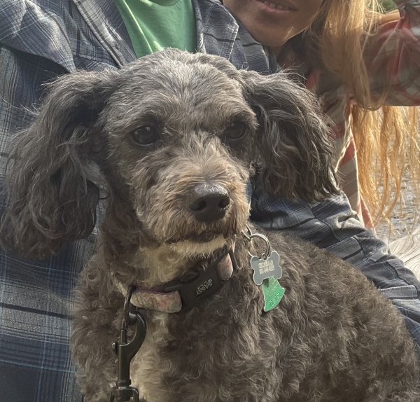Lost Poodle in California