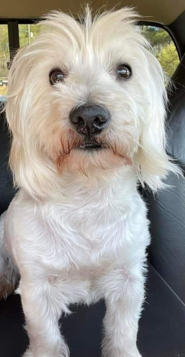 Lost West Highland White Terrier in Forest Park, GA