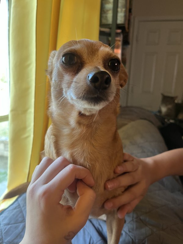 Lost Chihuahua in San Antonio, TX