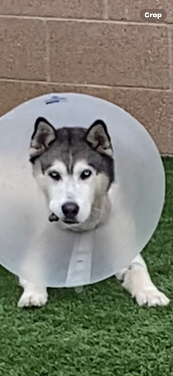 Found Siberian Husky in Los Angeles, CA