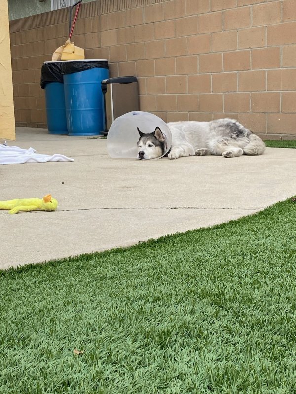 Found Siberian Husky in Los Angeles, CA