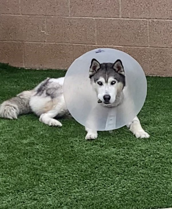 Found Siberian Husky in Los Angeles, CA