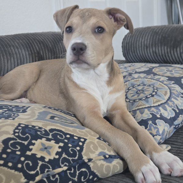 Safe American Staffordshire Terrier in San Antonio, TX