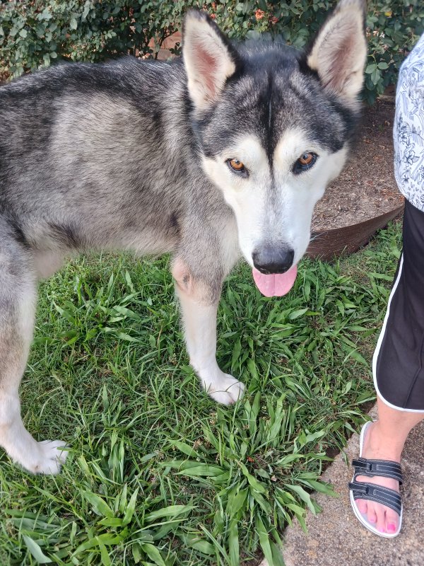 Found Alaskan Malamute in Houston, TX