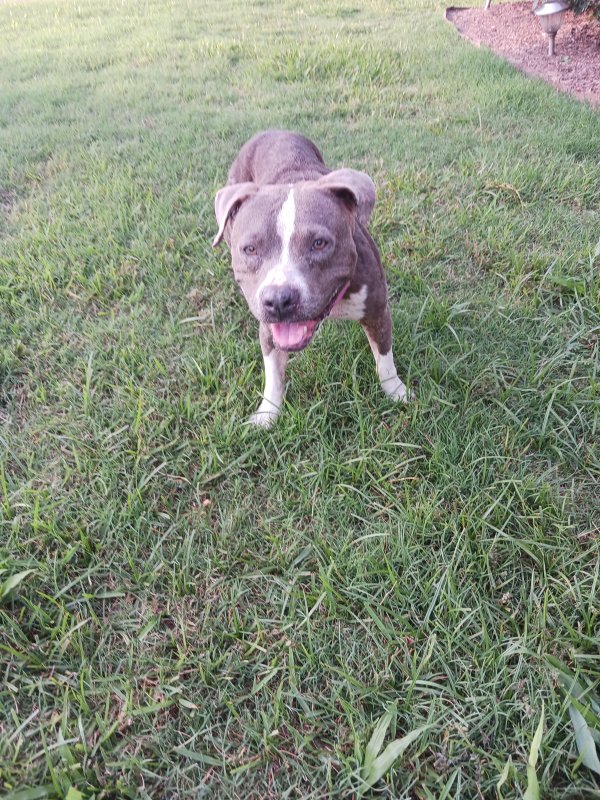 Found American Staffordshire Terrier in Houston, TX