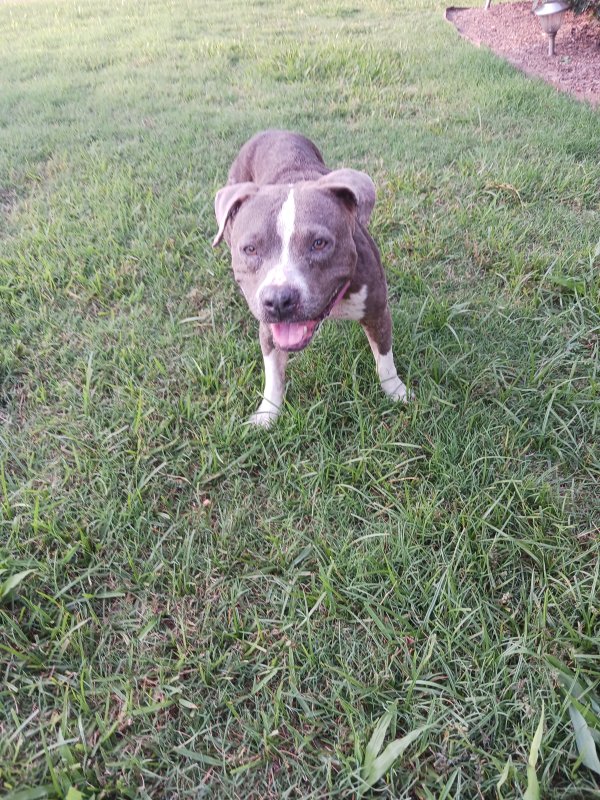 Found American Staffordshire Terrier in Houston, Texas