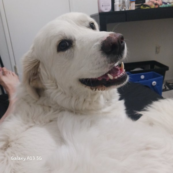 Found Great Pyrenees in Denver, CO