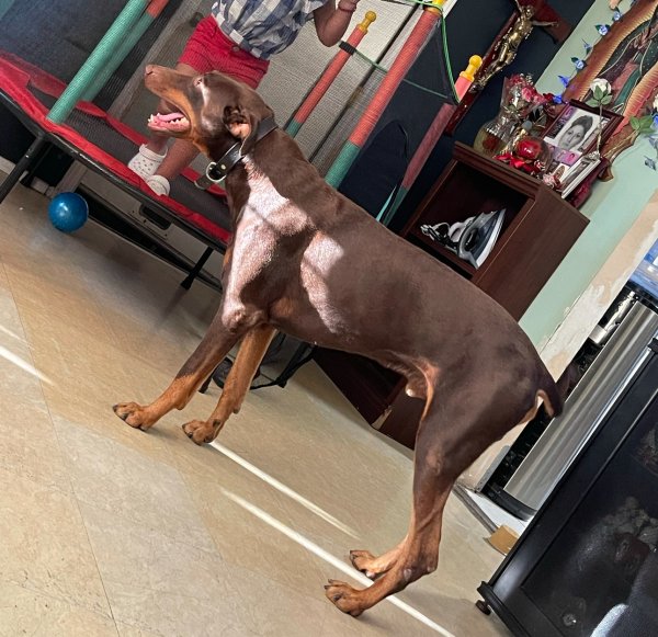 Lost Doberman Pinscher in San Diego, CA