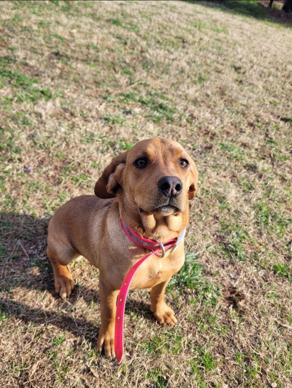 Lost Redbone Coonhound in North Carolina