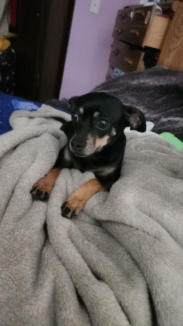 Lost Chihuahua in Utica, MI