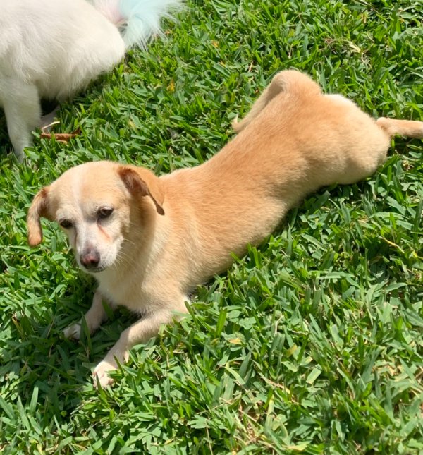Safe Mutt in Dallas, TX