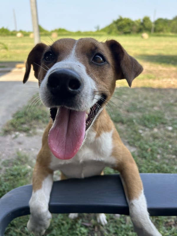 Lost Jack Russell Terrier in Houston, TX