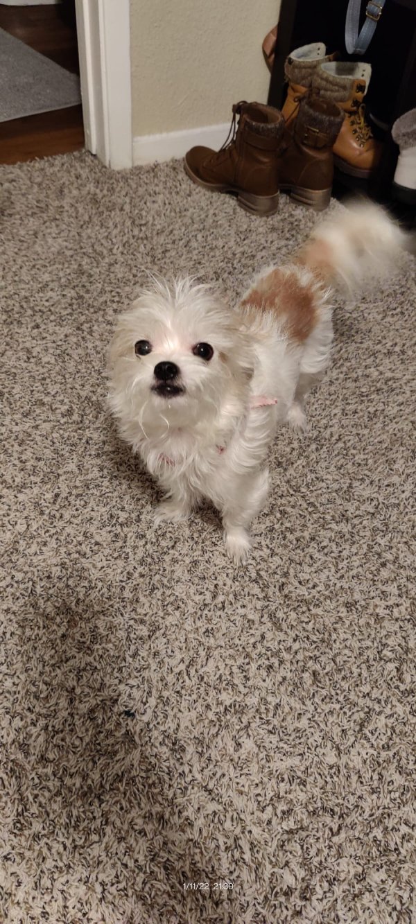 Lost Chihuahua in Dallas, TX