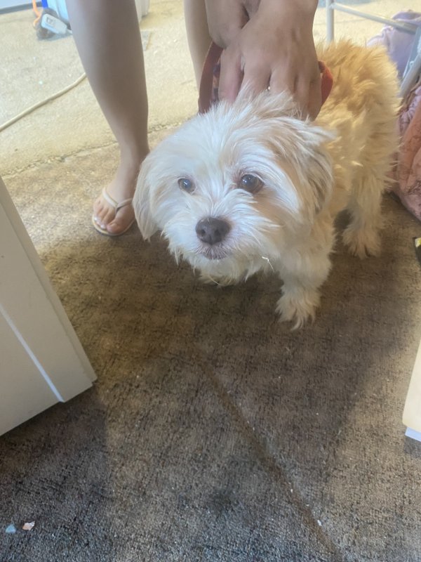 Found Dog in Pittsburg, CA