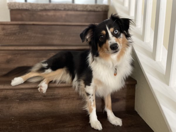 Lost Australian Shepherd in Chula Vista, CA