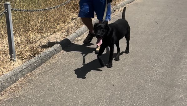 Lost Labrador Retriever in Moreno Valley, CA