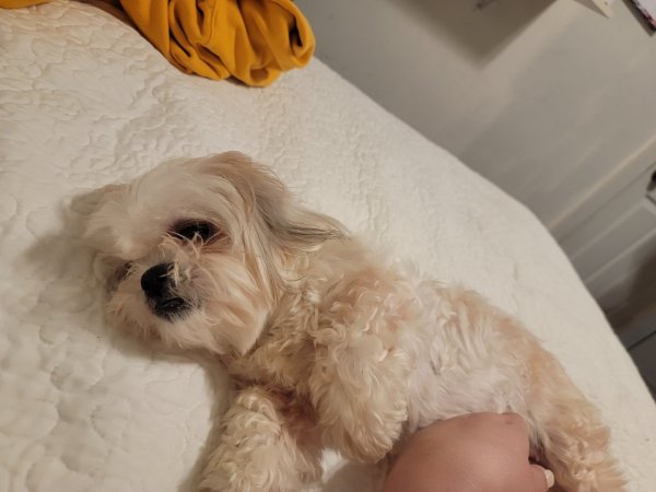 Lost Shih Tzu in Plano, TX