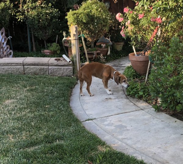 Found Basset Hound in Visalia, CA