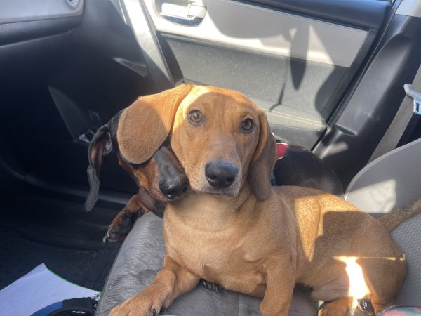 Lost Dachshund in San Diego, CA