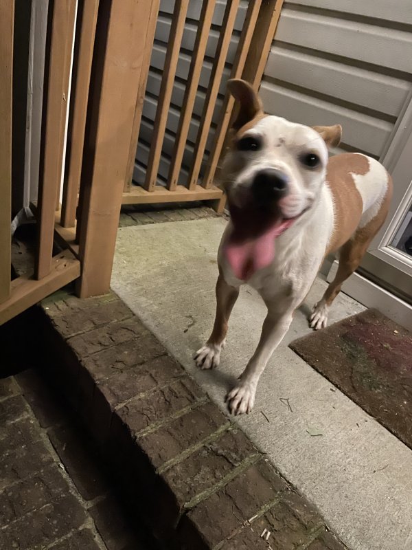 Found American Staffordshire Terrier in Nashville, TN