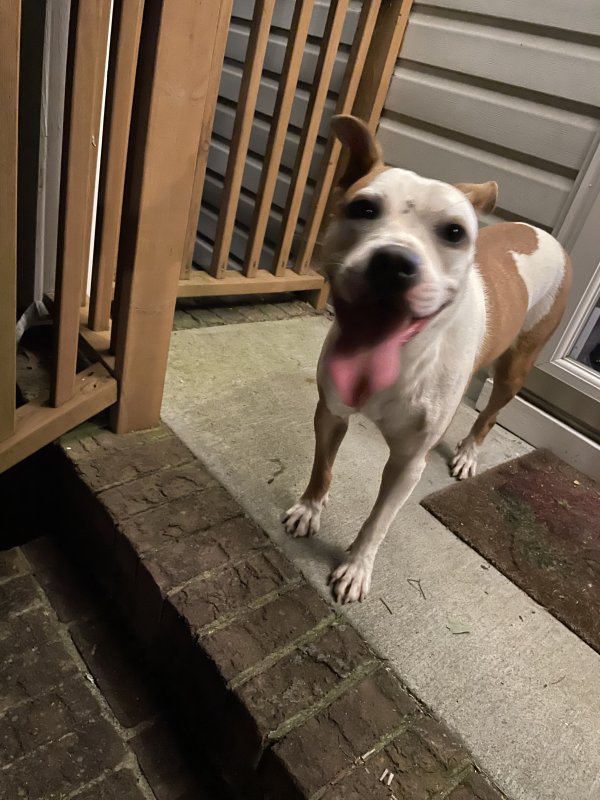 Found American Staffordshire Terrier in Tennessee