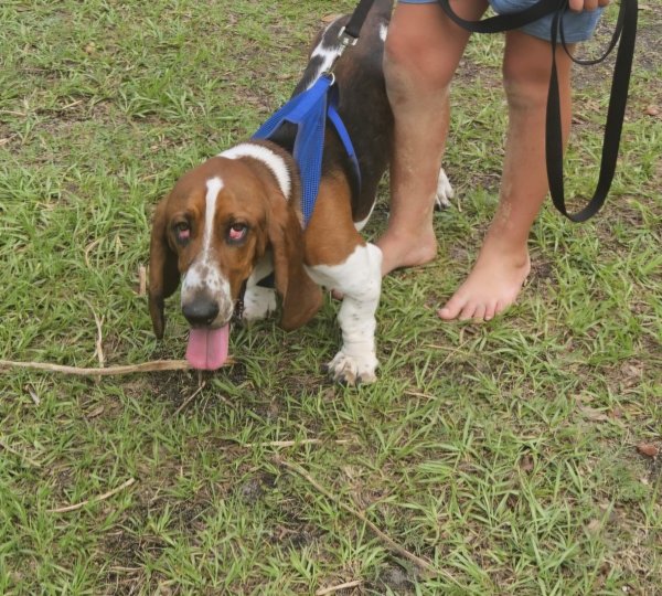 Lost Basset Hound in Wimauma, FL