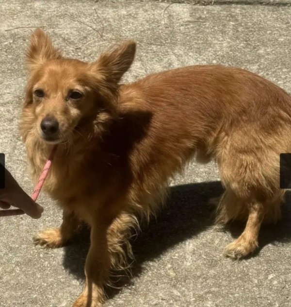 Lost Chihuahua in Georgia