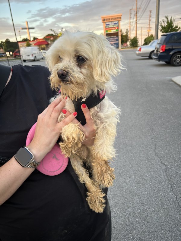 Found Maltese in Chattanooga, TN