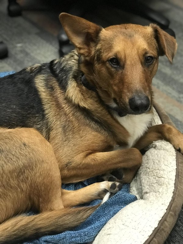 Lost Australian Cattle Dog 