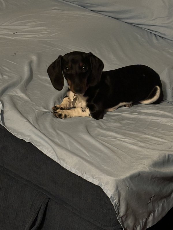 Lost Dachshund in Waxahachie, TX