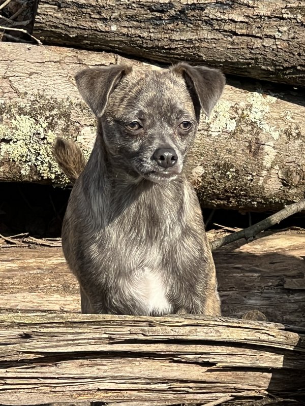 Lost Mutt in Wilmington, NC