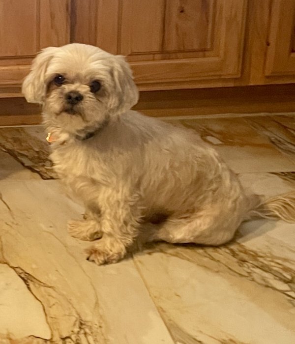 Lost Shih Tzu in Denver, CO