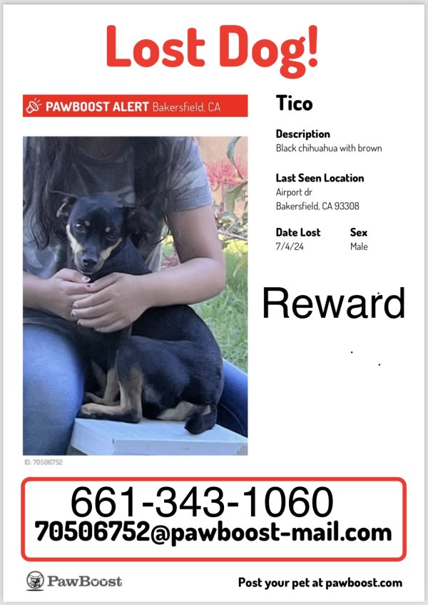 Lost Chihuahua in Bakersfield, CA