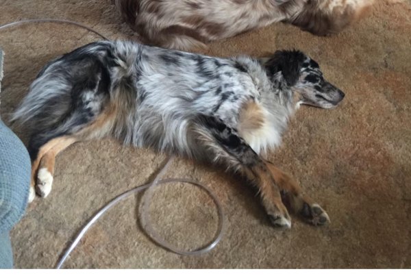 Lost Australian Shepherd in Sparta, MI