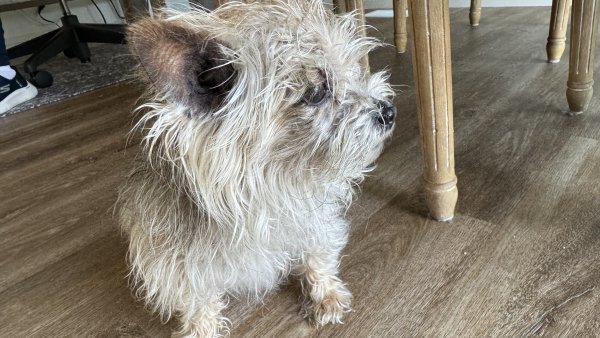 Found Yorkshire Terrier in Malibu, CA