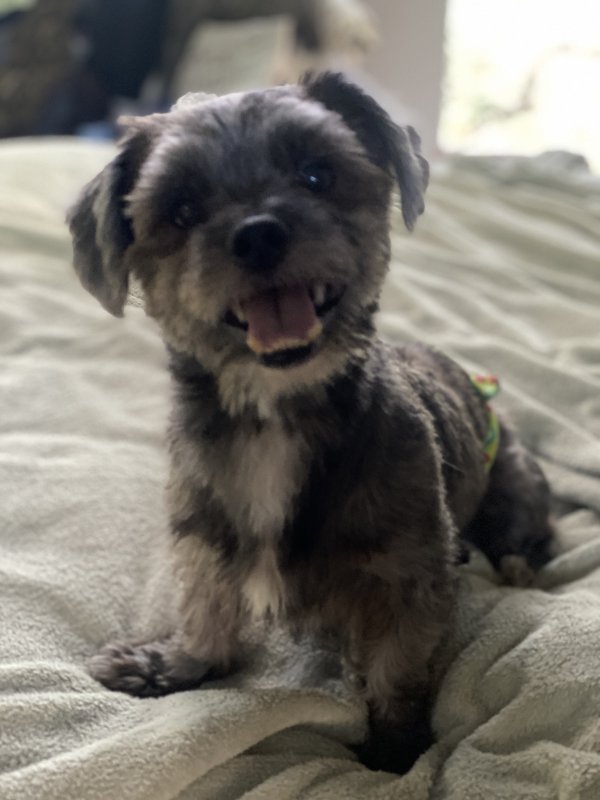 Found Shih Tzu in Pinellas Park, FL