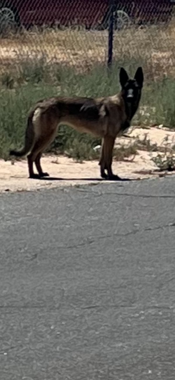 Found German Shepherd Dog in Apple Valley, CA